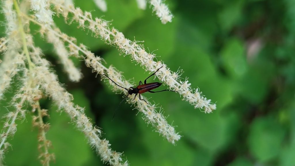 Stenurella melanura? No, Stenurella bifasciata, maschio